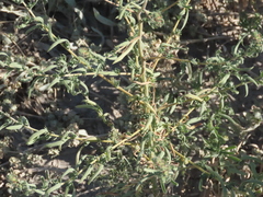 Atriplex gardneri