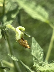 Sphingidae