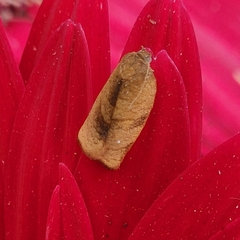 Cacoecimorpha pronubana