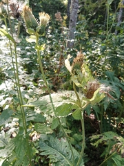 Cirsium oleraceum