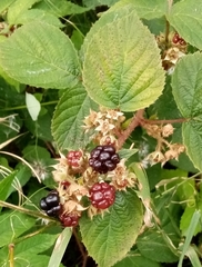 Rubus caesius