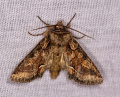 Allophyes oxyacanthae