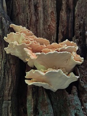 Laetiporus