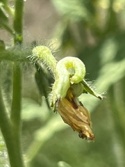 Sphingidae