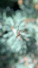Uloborus