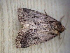 Amphipyra pyramidea