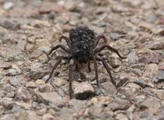 Lycosoidea