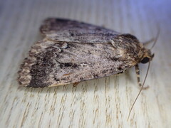 Amphipyra pyramidea