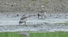 Calidris minuta