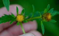 Bidens tripartita