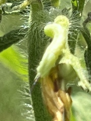 Sphingidae