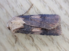 Agrotis puta