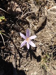 Colchicum
