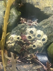 Semibalanus balanoides