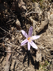 Colchicum
