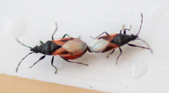 Oxycarenus lavaterae