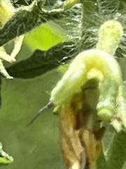 Sphingidae
