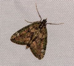 Chloroclysta siterata