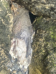 Centropristis striata