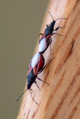 Oxycarenus lavaterae