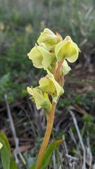 Pterygodium catholicum