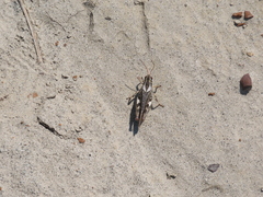 Melanoplus gladstoni