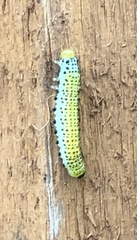Tenthredinoidea