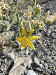 Mentzelia laevicaulis