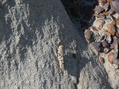 Trimerotropini