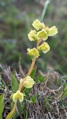 Pterygodium catholicum