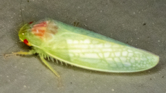 Gyponana octolineata