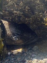 Centropristis striata