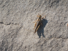 Melanoplus packardii