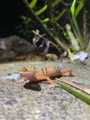 Goniurosaurus varius