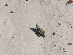 Melanoplini