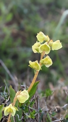 Pterygodium catholicum