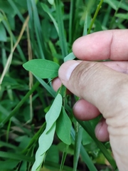 Phyllanthus urinaria
