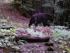 Ursus americanus machetes
