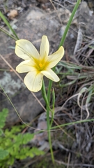Moraea