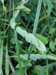 Phyllanthus urinaria