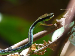 Dendrelaphis marenae