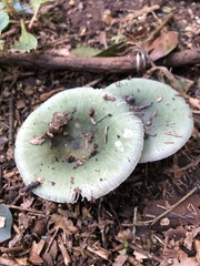Russula crustosa