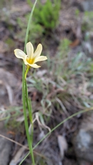 Moraea