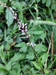 Liriope spicata