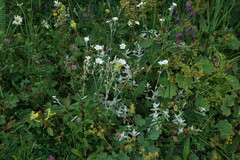 Cerastium biebersteinii