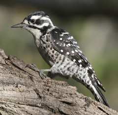 Dryobates nuttallii