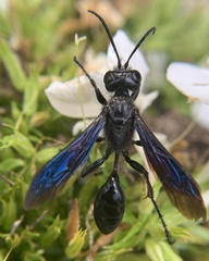 Isodontia