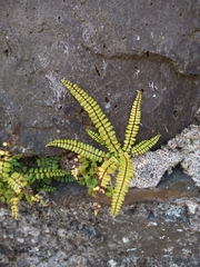 Asplenium trichomanes