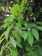 Cratoxylum cochinchinense