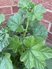 Malva sylvestris